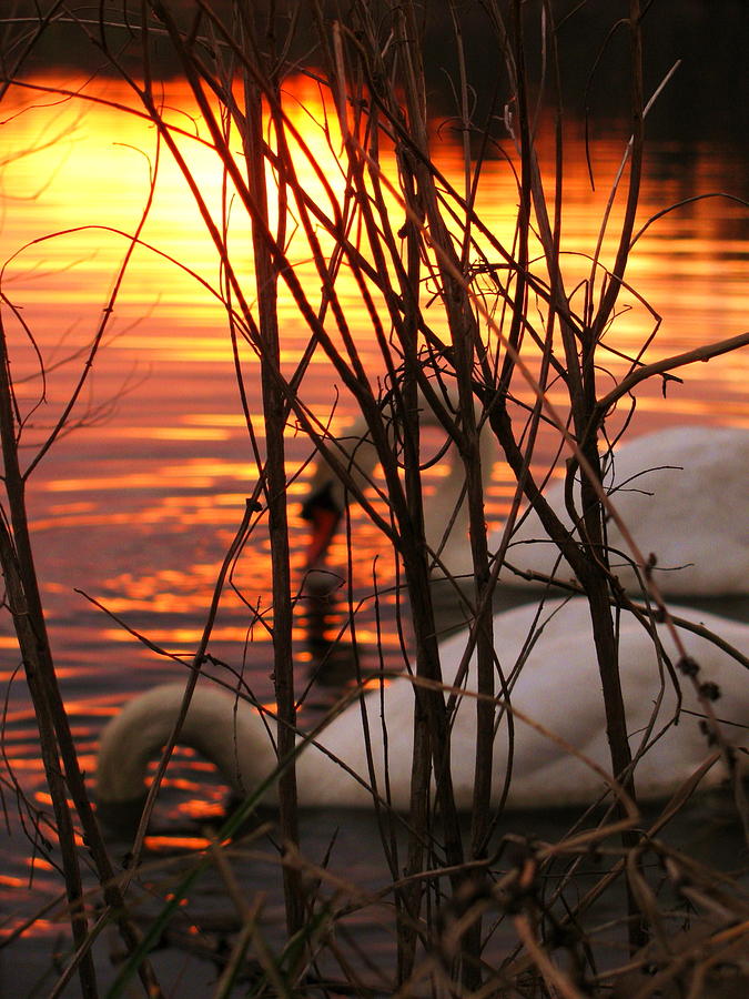 Swans 1 Photograph by Jeff Heimlich