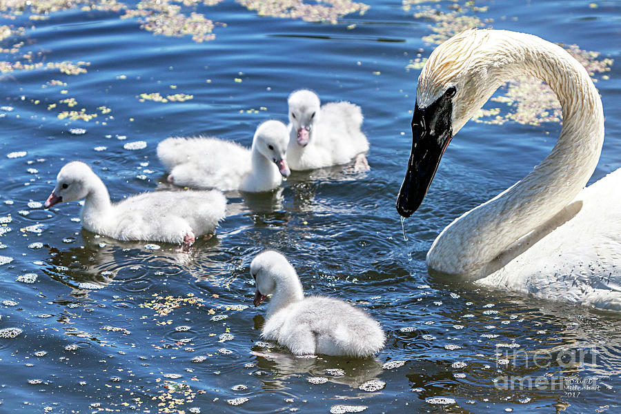 Swans and Cygnets Photograph by David Millenheft