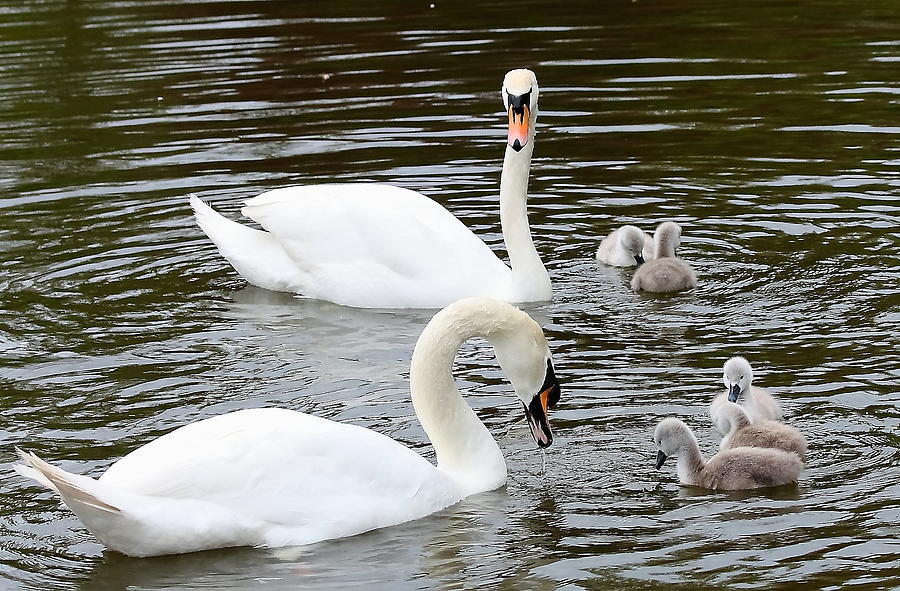 Swans and Signets Photograph by Jeff Townsend