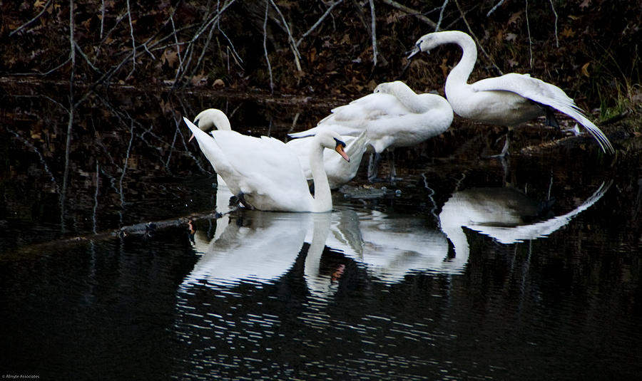 Swans and Snow Geese Photograph by Ches Black