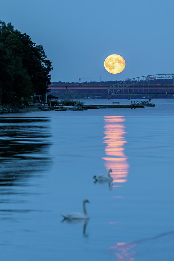 Swan Photograph - Swans and the Moonrise in Stockholm by Dejan Kostic Swan Photograph - Swans and the Moonrise in Stockholm by Dejan Kostic