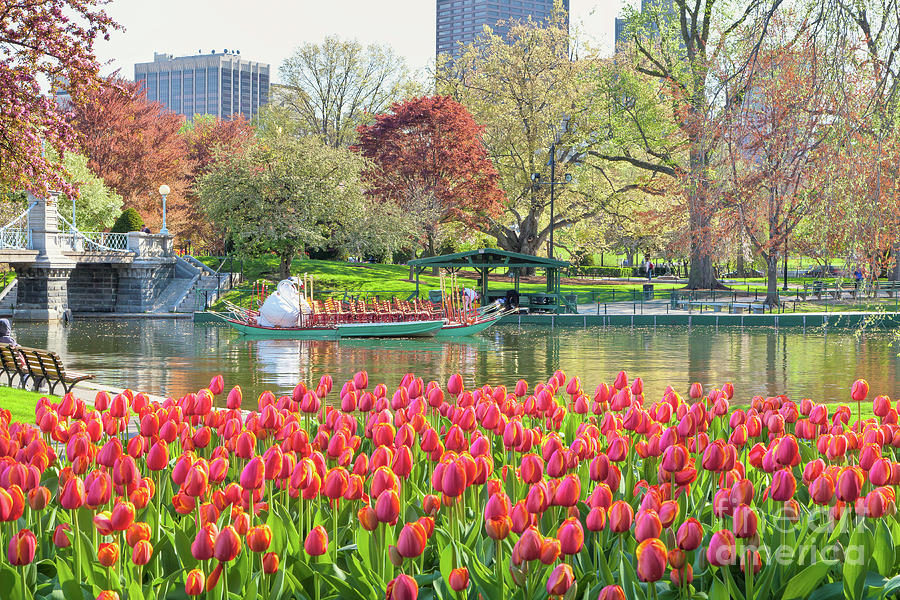 Boston Photograph - Swans and Tulips 2 by Susan Cole Kelly
