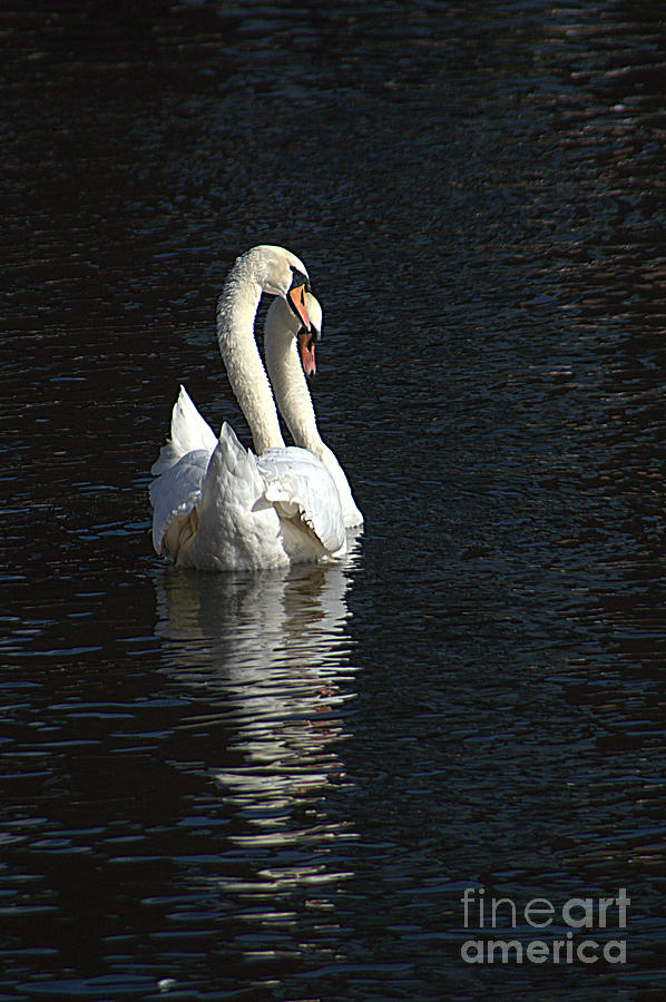 Swans Photograph by Andy Thompson