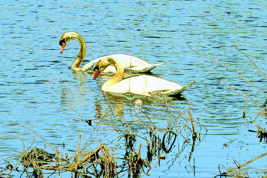 Swans at Mill Pond Digital Art by Cliff Wilson