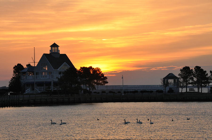 Swans at Sunrise  Photograph by Bill Cannon