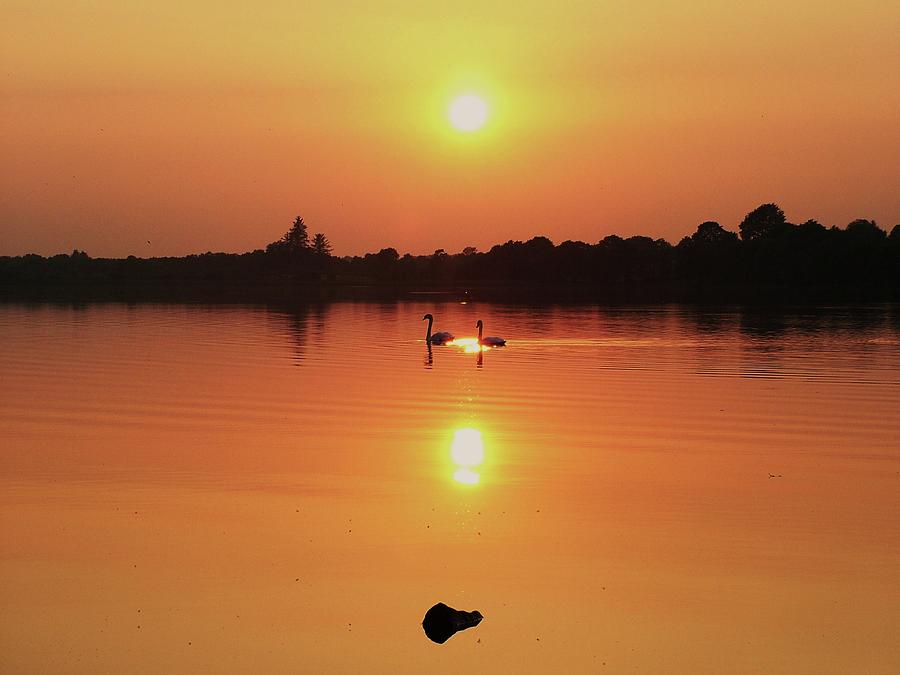 Swans at Sunset  Photograph by Martina Fagan