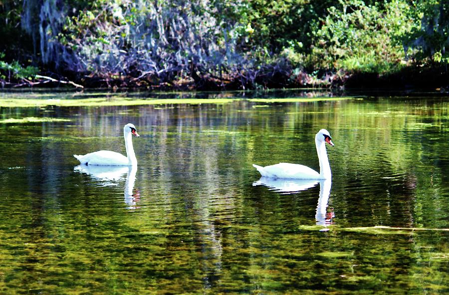Swans At The Lake Photograph by Cynthia Guinn