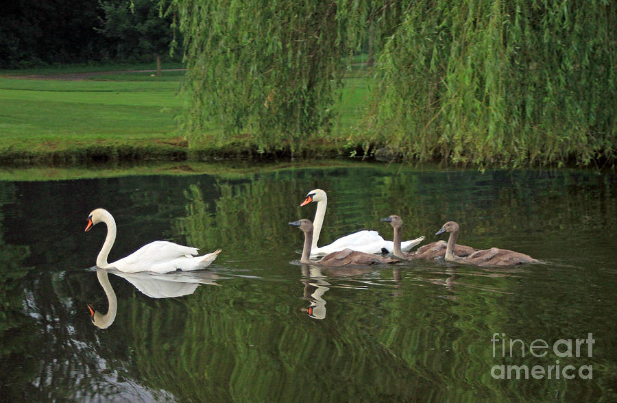 Swans at two months Photograph by Steve  Gass