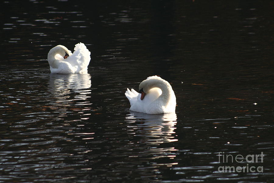 Swans Photograph by B Rossitto