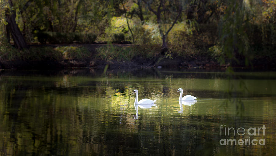 Swans by Morning Light Photograph by Leslie Wells