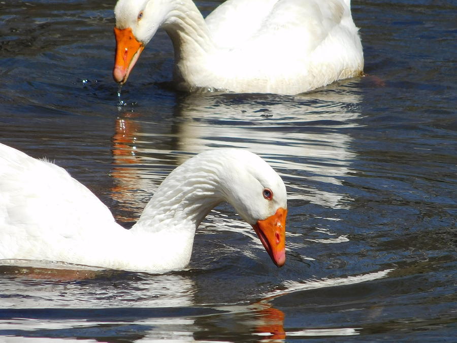 Swans Photograph by Catherine Gagne
