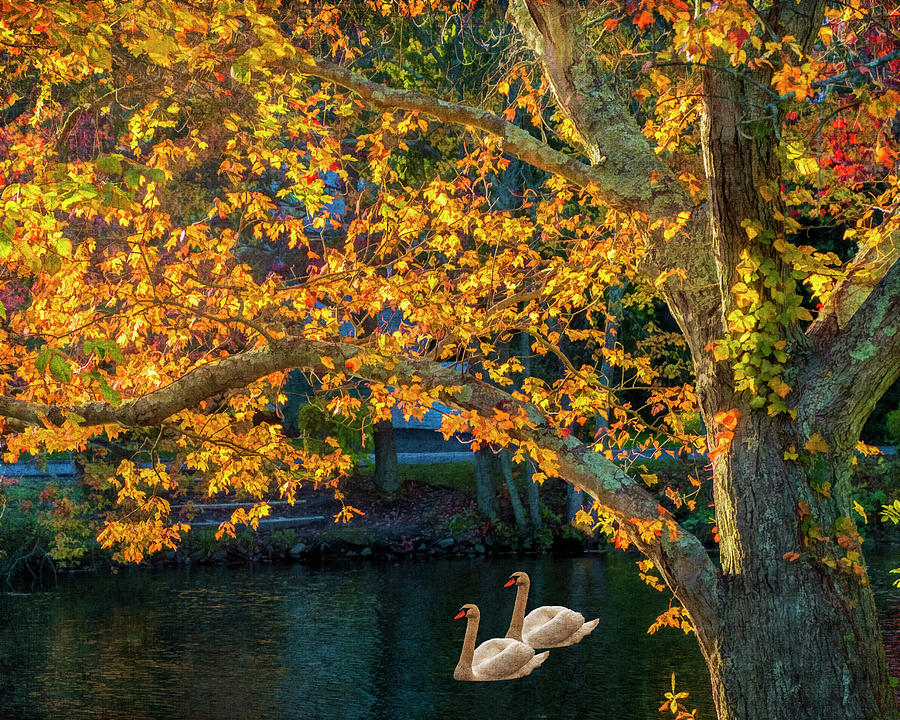 Swans Photograph by Cathy Kovarik