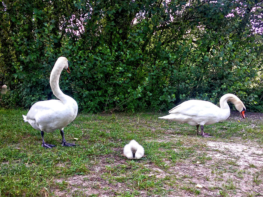 Swans Family #2 Photograph by Jasna Dragun