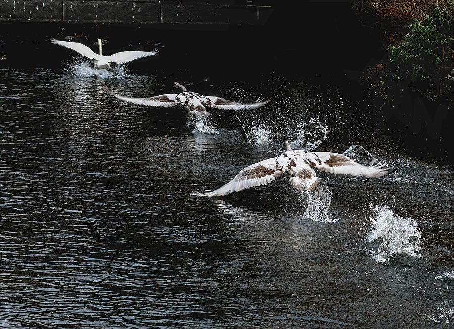 Swans flying Photograph by Ian Watts
