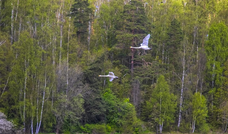 Swans flying  Photograph by Leif Sohlman
