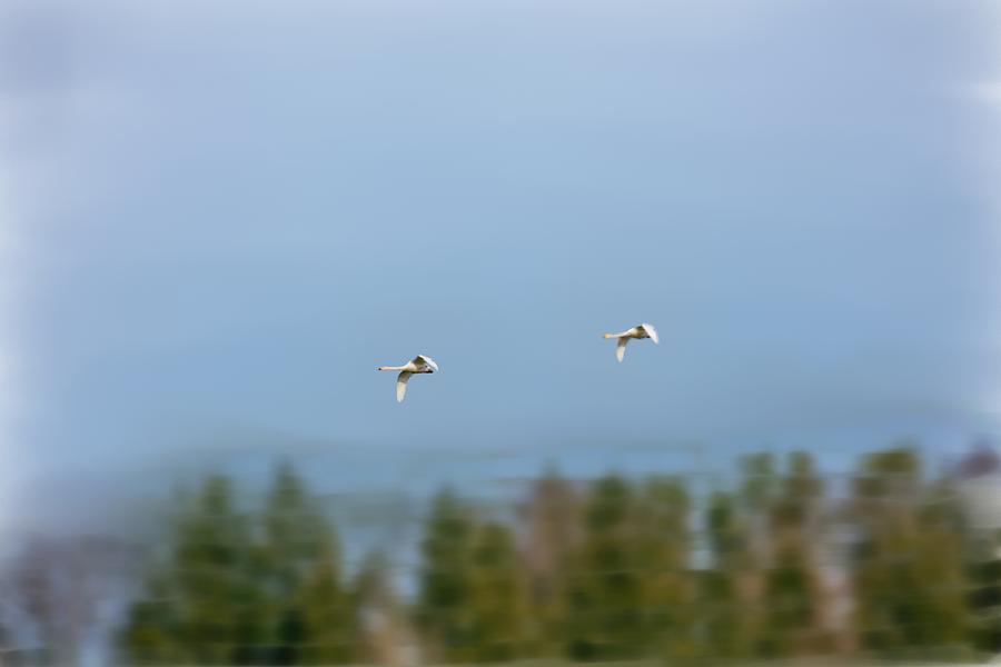 Swans flying painterly  Photograph by Leif Sohlman