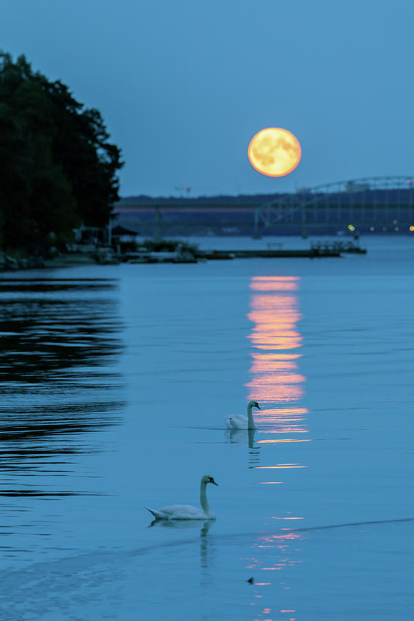 Swan Photograph - Swans Gliding into the Moonlight during a Moonrise in Stockholm by Dejan Kostic Swan Photograph - Swans Gliding into the Moonlight during a Moonrise in Stockholm by Dejan Kostic