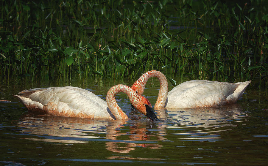 Swans in a Pond by Richard Kopchock Swans in a Pond by Richard Kopchock