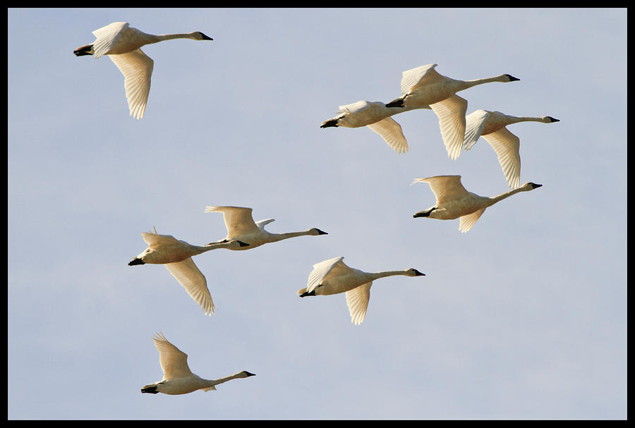 Swan Photograph - Swans in Flight by Craig Sanders