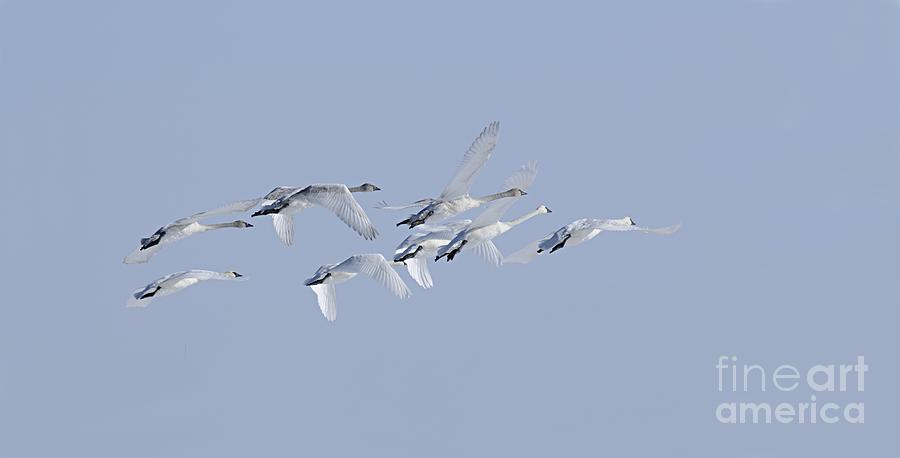 Swans in Flight Photograph by Larry Ricker