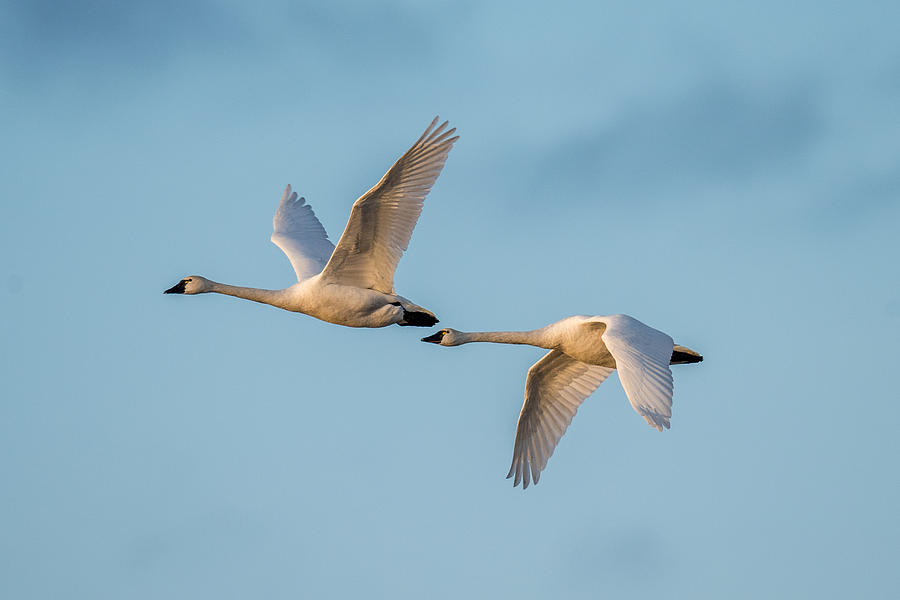 Swans In Flight Photograph by Paul Freidlund