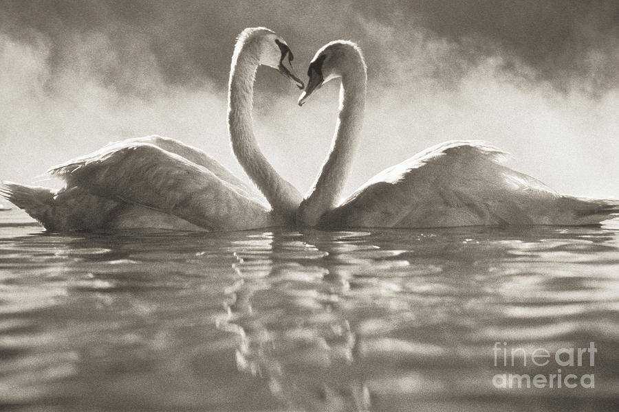 Swan Photograph - Swans in Lake by Brent Black - Printscapes