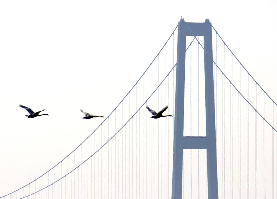 Swans in line by Toon De Zwart Swans in line by Toon De Zwart