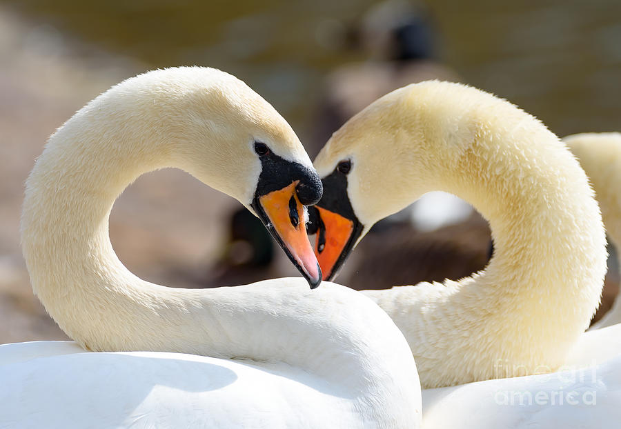 Swans in love Photograph by Colin Rayner