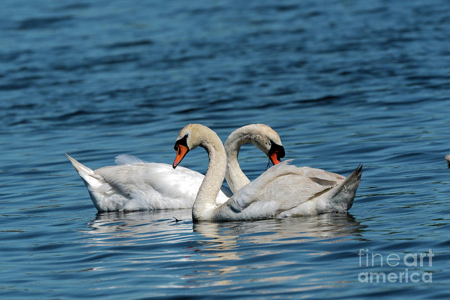Swans in love Photograph by Sam Rino