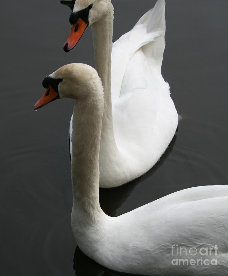 Nature Photograph - Swans In Love by Valia Bradshaw