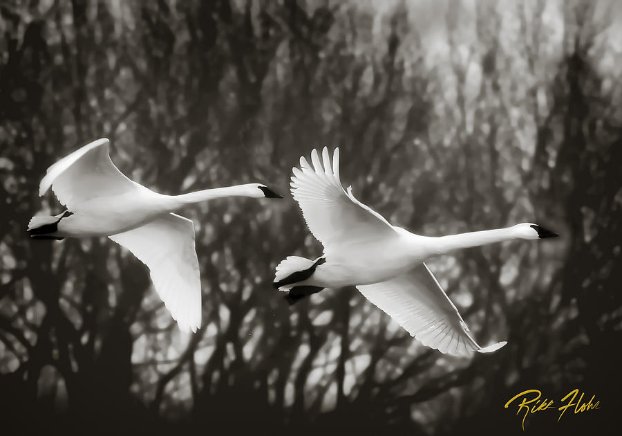 Swans in Monochrome Photograph by Rikk Flohr
