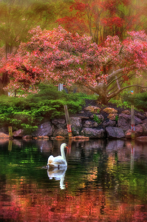 Swans in the Boston Public Garden Photograph by Joann Vitali