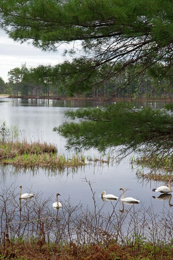 Swans In The Refuge Photograph