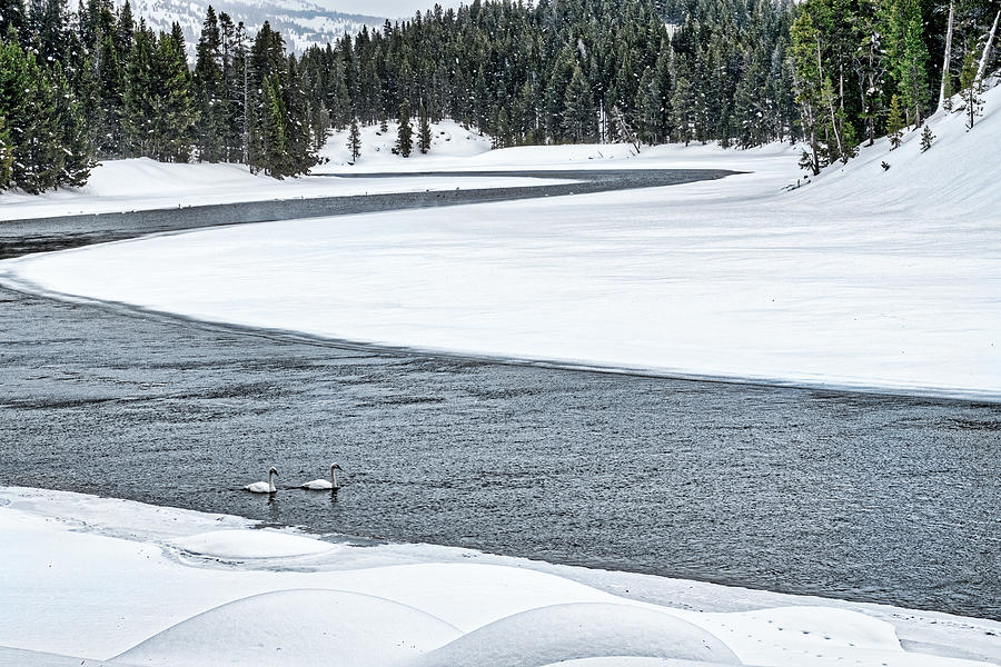 Swans in the River - Yellowstone Photograph by Stuart Litoff