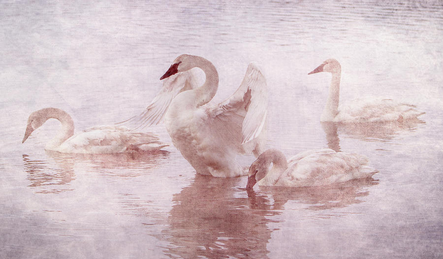 Swans in the Rosy Mist Photograph by Patti Deters