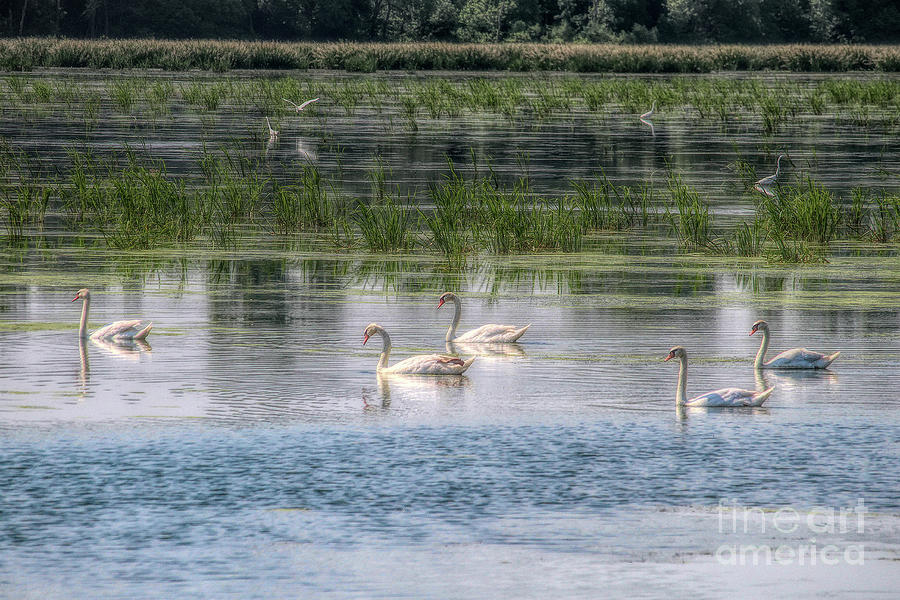 Swans Lake Photograph by John Freidenberg