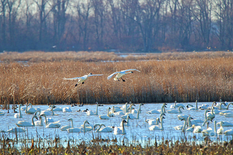 Swans Landing  6811 Photograph by Jack Schultz