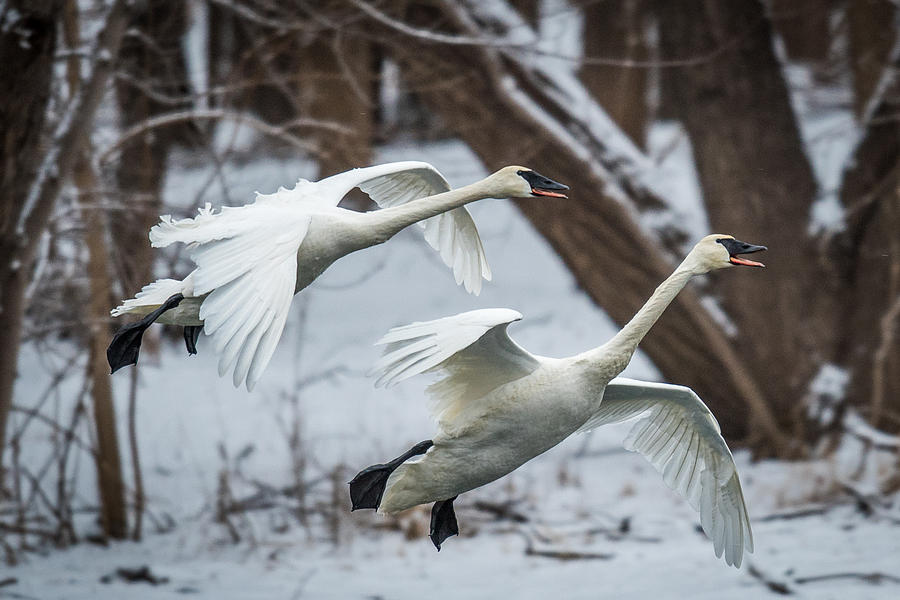 Swans Landing Photograph by Paul Freidlund
