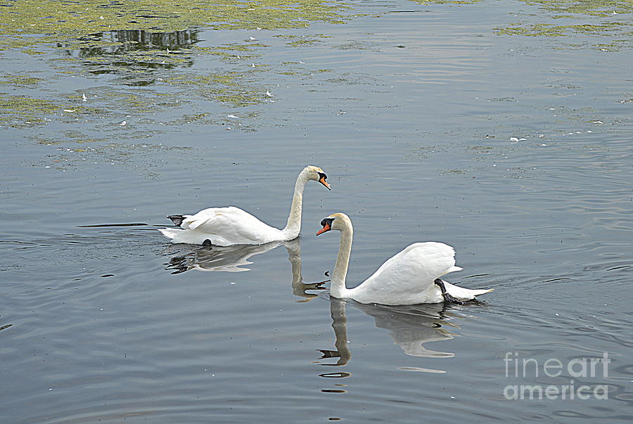 Swan Photograph - Swans Meet by Andy Thompson