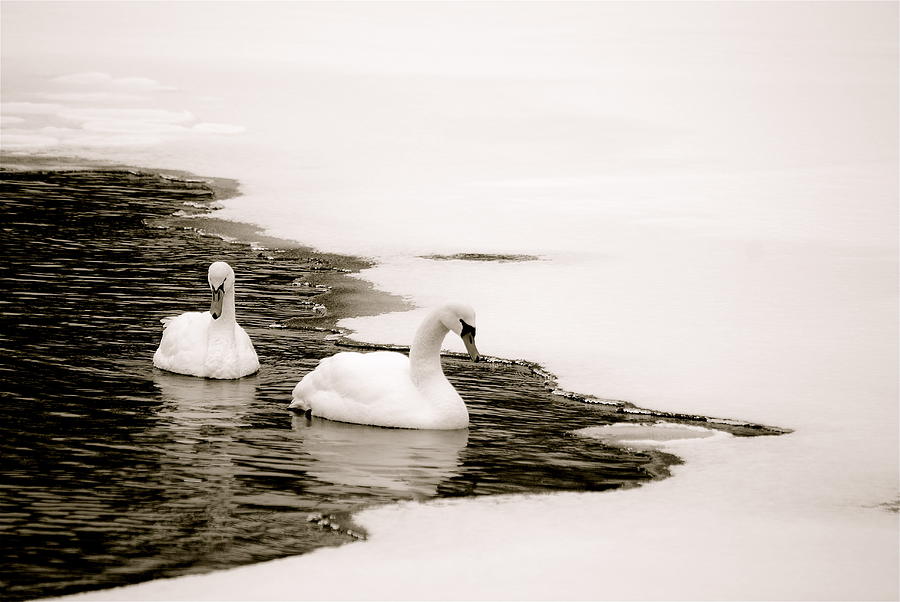 Swans Photograph by Michael Peychich