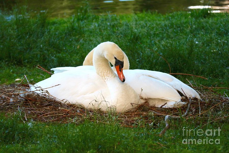 Swans Nesting Photograph by Beth Myer Photography