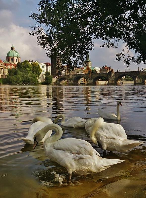 Swans Of Prague Photograph