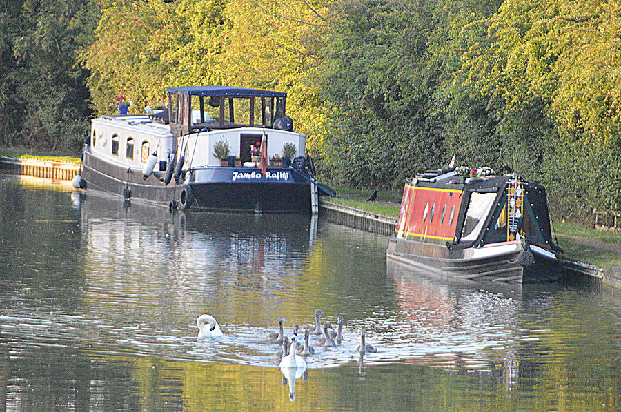 Swans on a canal Photograph by Andy Thompson