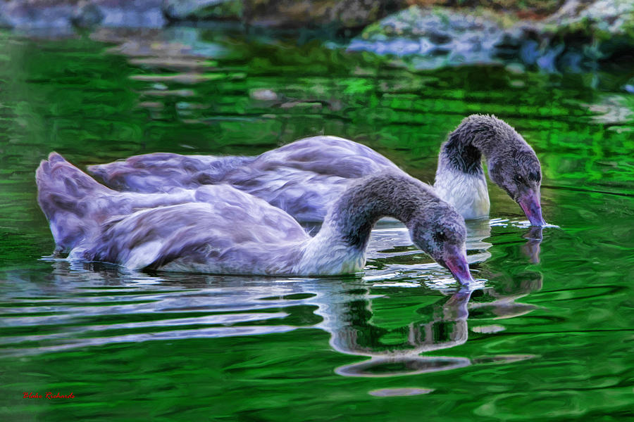 Swans on a Lake Photograph by Blake Richards
