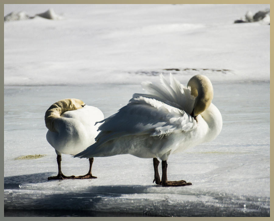 Swans On Ice Photograph by Suanne Forster