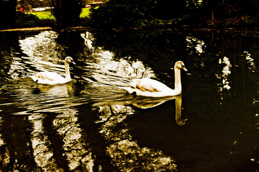 Swans on river Wey Photograph by Patrick Kain