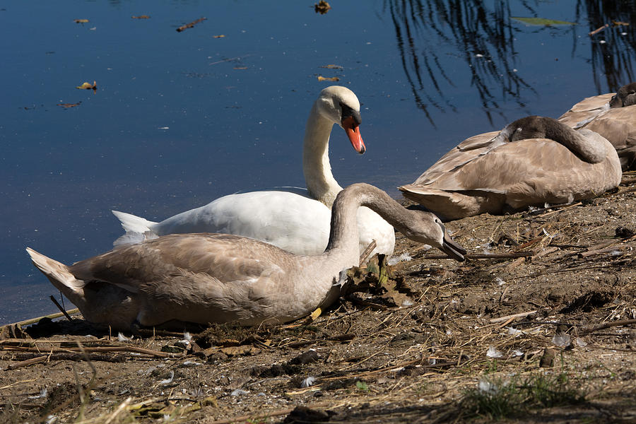 Swans On Shore Photograph