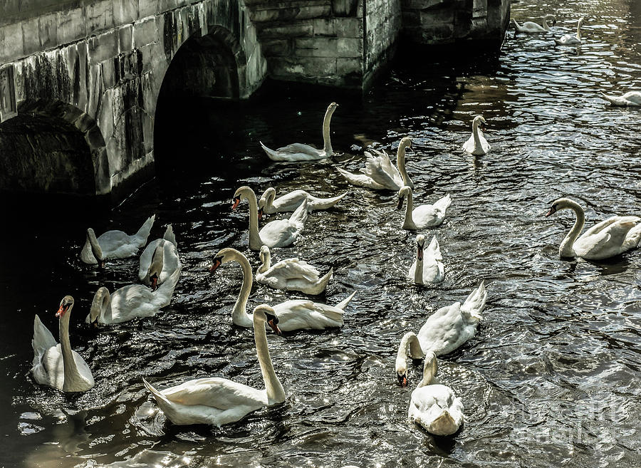 Swans on The Canal Photograph by Lexa Harpell