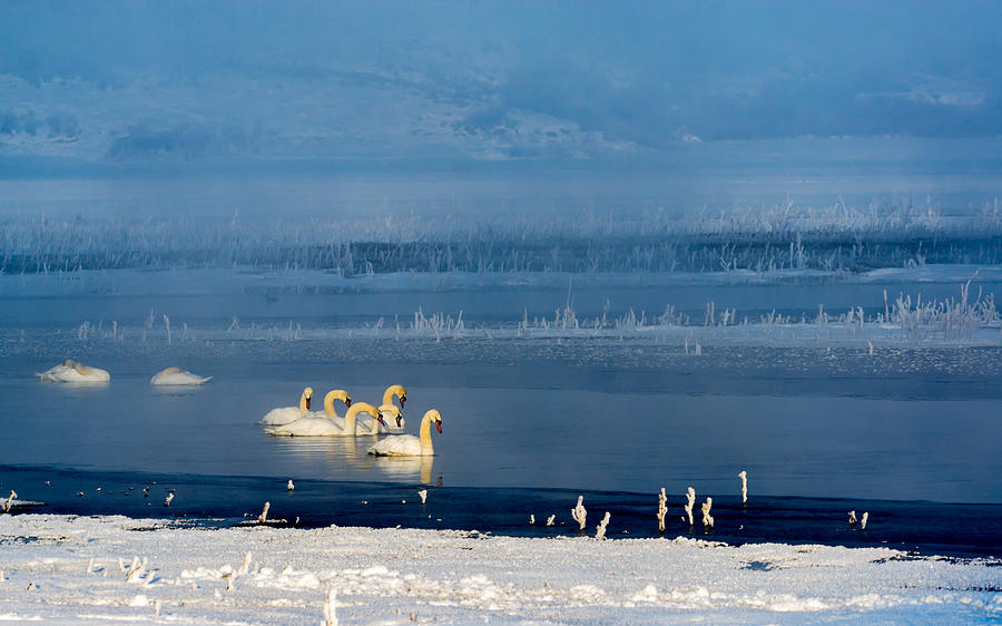 Swan Photograph - Swans on the Lake by TL Mair