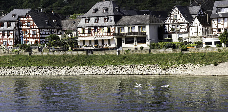 Swans on the Rhine in Spay Germany Photograph by Teresa Mucha